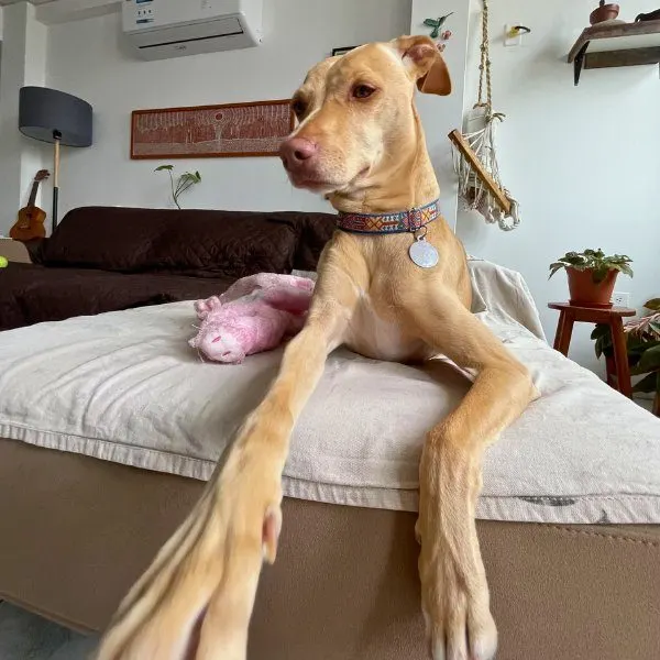 Humita, huésped de Llana