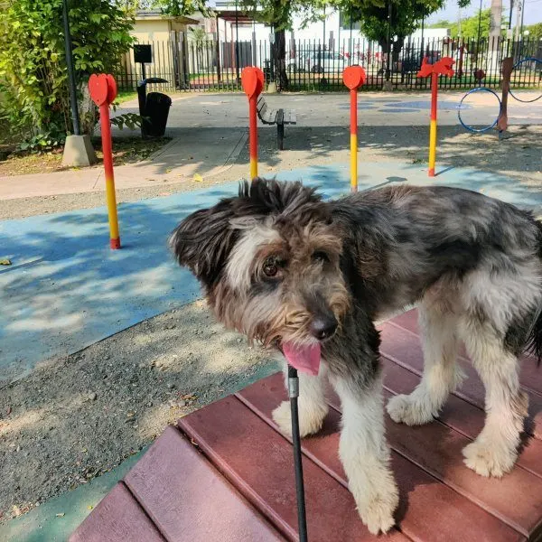 Perri, huésped de Llana